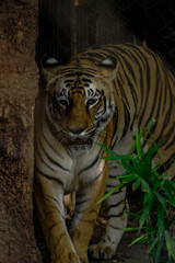 Fototapeta premium A majestic Bengal tiger steps forward from the shadows, its intense gaze, bold stripes, and powerful stance highlighted against the earthy background and nearby bamboo leaves.