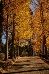 Fototapeta premium A row of ginkgo trees turning yellow in autumn. Park.