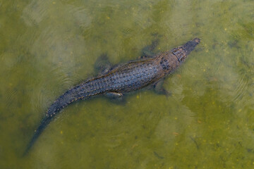 Top-down view of a crocodile gliding through green, murky water with visible ripples and textured scales.