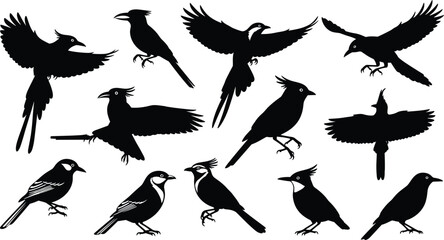 Silhouette collection of various birds in flight and perched, black crow and songbird vector icons, wildlife illustration set for nature design