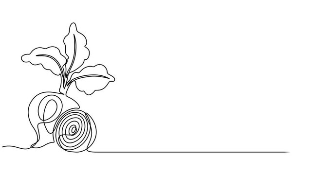 Beetroot continuous one line drawing animation video. Full length single line 4K video clip, Self drawing line animation whole healthy organic beetroot fresh garden beet plant vegetable continuous one