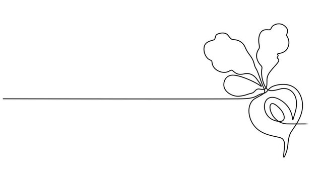 Beetroot continuous one line drawing animation video. Full length single line 4K video clip, Self drawing line animation whole healthy organic beetroot fresh garden beet plant vegetable continuous one