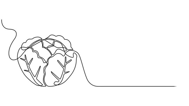 Animated self drawing of continuous line draw cabbage. Full length one line animation. 4K, Cabbage head, single line animated illustration. footage of cabbage, Self drawing line animation Vegetable. 