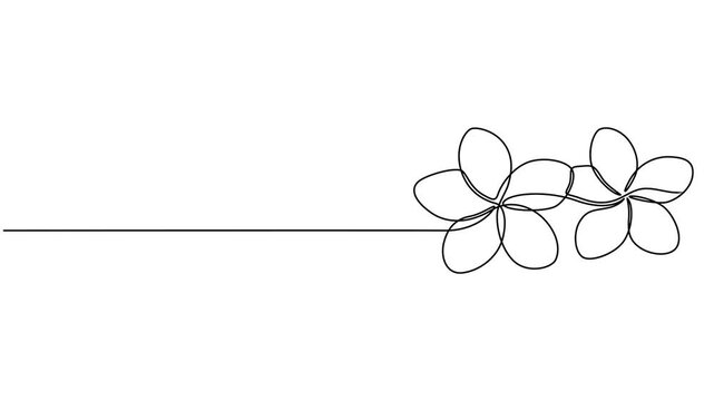 Continuous one line drawing of a Plumeria flower animation. Full length video clip with alpha channel,  Frangipani linear blossom animated video. Plumeria flowers Animation elegance continuous single.