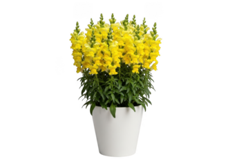 Yellow snapdragons in white pot isolated on transparent background