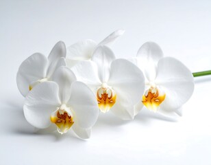 Obraz premium White orchids on white background