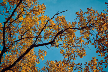 Colorful autumn leaves against a bright blue sky