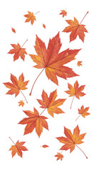 Fototapeta premium fall leaves isolated on transparent white background 