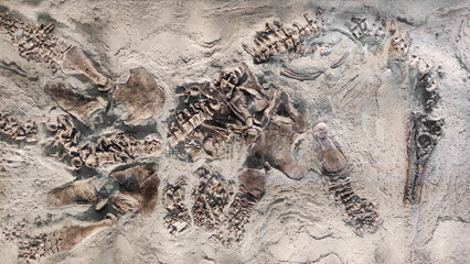 An ancient fossilized skeleton of a marine reptile, a plesiosaur, embedded in a stone wall.