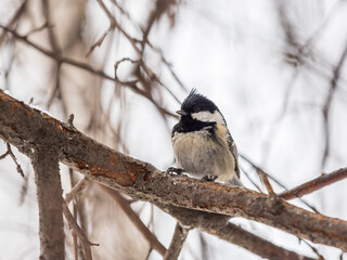 Beautiful bird Coal tit, lat. Periparus ater, sitting on a branch without leaves in the autumn or winter.