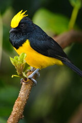 Sultan Tit photographed in Malaysia 