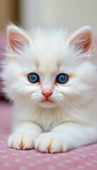 Fototapeta premium White Persian kitten with blue eyes, pure innocence, kitten, delicate