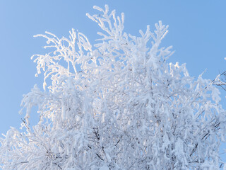Tree branches in winter covered with snow and frost in snowfall on blue sky background. Frozen tree branches.