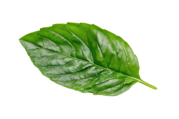 Vivid green leaf with prominent veins on a stark black background