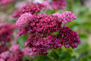 Deep pink sedum stonecrop blooms cluster against the blurred garden backdrop; a vivid macro capturing succulent texture, tiny buds, and seasonal color for botanical, horticultural, and design use.