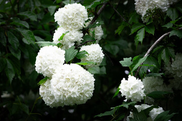 Branch of snowball viburnum heavy with white round blossoms against green foliage, lush spring garden scene with natural light and contrast perfect background for seasonal and wedding designs use