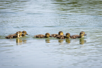 Row of fluffy mallard ducklings paddling in a line across smooth lake water. Cute spring wildlife, gentle ripples and soft reflections provide clean negative space ideal for family, nature and ecology