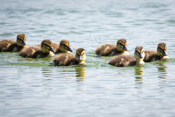 Line of fluffy mallard ducklings paddling across a calm lake in bright spring light, creating ripples and reflections as they stick closely together. Adorable wildlife family shot with copy space