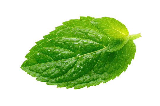 Single fresh green mint leaf with water droplets, isolated on black