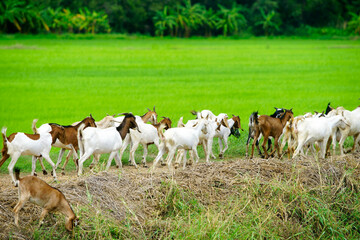 Obraz premium Herd of Goats Grazing in Green Pasture Under Bright Blue Sky