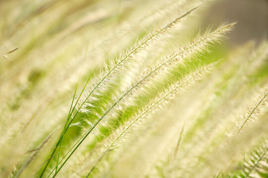 Soft Golden Grasses Gently Swaying in the Wind on a Sunny Day - Powered by Adobe