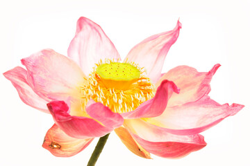 Fototapeta premium Beautiful Pink Lotus Flower Blossom on Isolated White Background