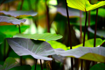 Lush Green Leaves with Vibrant Light Enhancing Natural Beauty