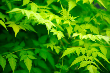 Fresh Green Leaves in Vibrant Nature Setting for Natural Themes
