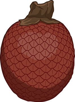 Vector illustration of aguaje (Mauritia flexuosa), an exotic Amazon fruit valued in cosmetics and food, highly appreciated by rainforest communities in Peru