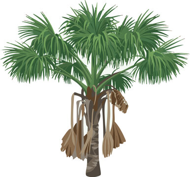 Vector illustration of aguaje (Mauritia flexuosa), an exotic Amazon fruit valued in cosmetics and food, highly appreciated by rainforest communities in Peru