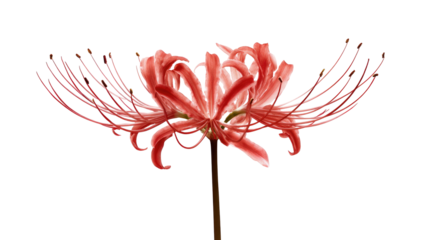 Vibrant red flower with delicate, spidery petals on a black background