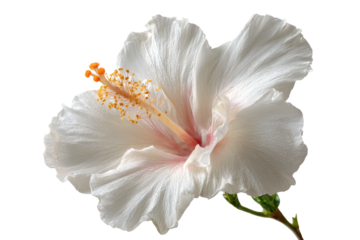 A delicate white hibiscus flower with a pink blush and yellow stamen, isolated