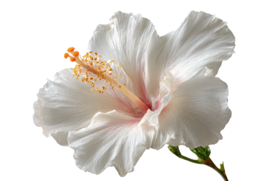 A delicate white hibiscus flower with a pink blush and yellow stamen, isolated