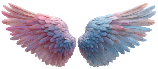 A pair of feathery wings, one pink, the other blue, displayed against black