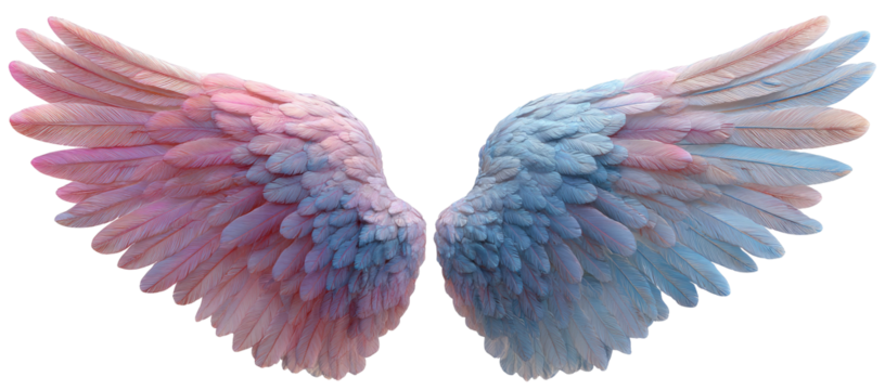 A pair of feathery wings, one pink, the other blue, displayed against black