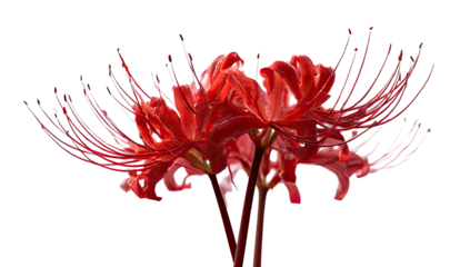Vibrant red spider lilies with delicate, wispy petals bloom against black