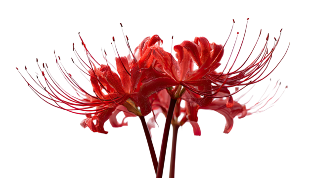 Vibrant red spider lilies with delicate, wispy petals bloom against black