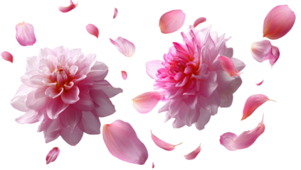 Pink blossoms and scattered petals drift softly