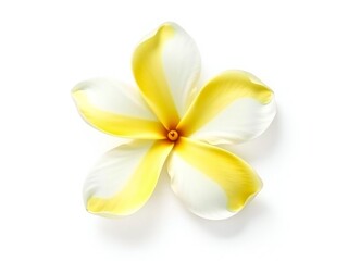 Single delicate plumeria flower with white and yellow petals