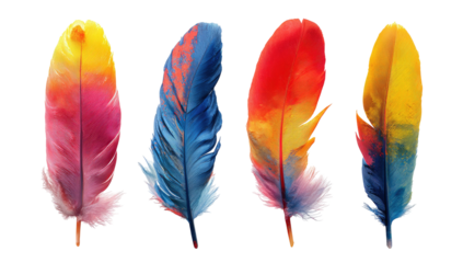 Four brightly colored feathers with white downy bases on black