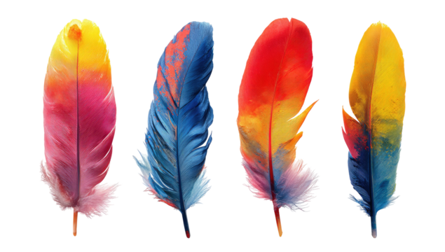Four brightly colored feathers with white downy bases on black