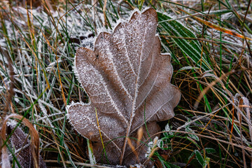 Laubblatt mit Raureif