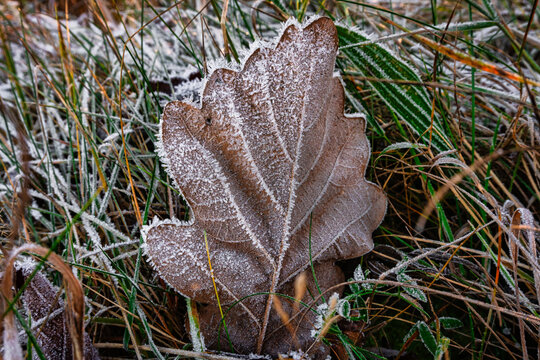 Laubblatt mit Raureif
