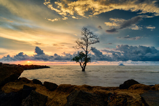 Mangrove Tree at Sunset on a Rocky Shore - Powered by Adobe