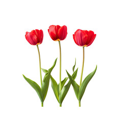 Three Vibrant Red Tulips on Transparent Background