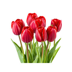 Red tulips isolated on Transparent Background