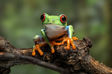 A close up Red-eyed Tree Frog (Agalychnis callidryas) photographed on a tree branch.