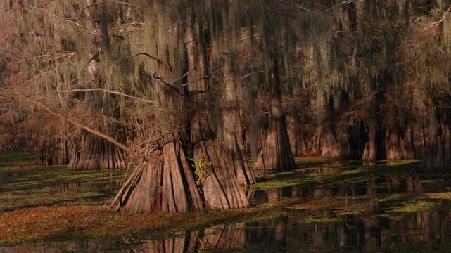 Spanish Moss on Bald Cypress and Tupelo Trees in the Martin/Caddo Lake