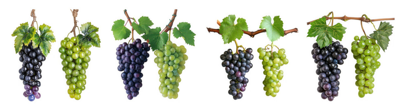Bunches of fresh red and green grapes with leaves and vines, showcasing a variety of ripe and juicy fruit, isolated on transparent background