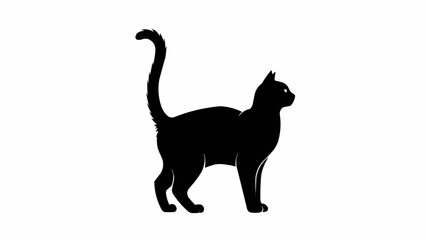 black cat isolated on white